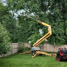 Best Lawn Disease Treatment  in Bethel, WA