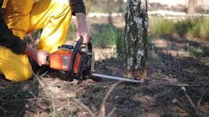 Best Tree Preservation Services  in Bethel, WA