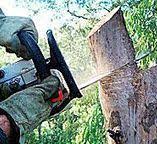 Best Hazardous Tree Removal  in Bethel, WA