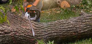 Best Utility Line Clearance  in Bethel, WA