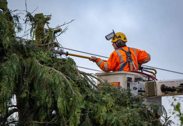 Best Tree Trimming and Pruning  in Bethel, WA