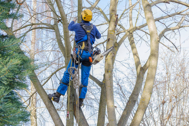 Best Emergency Tree Removal  in Bethel, WA