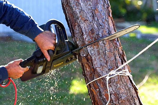 Best Fruit Tree Pruning  in Bethel, WA