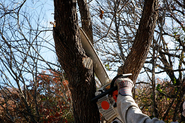 Best Pest Control for Lawns  in Bethel, WA