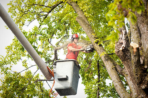  Bethel, WA Tree Care Pros