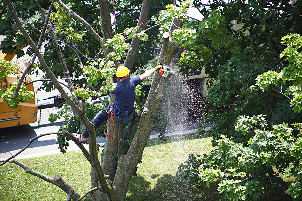 Reliable Bethel, WA Tree Care Solutions