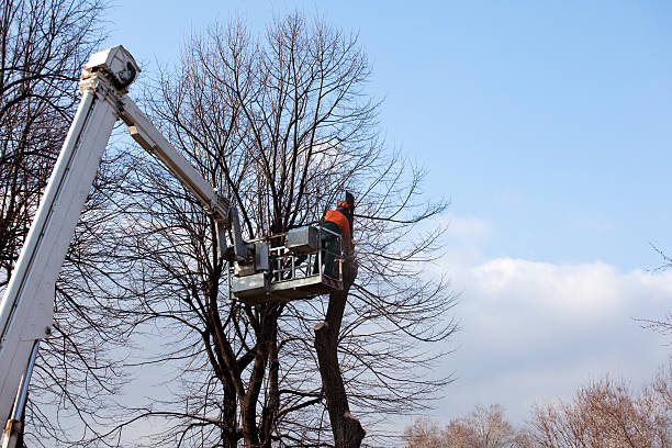 Best Leaf Removal  in Bethel, WA