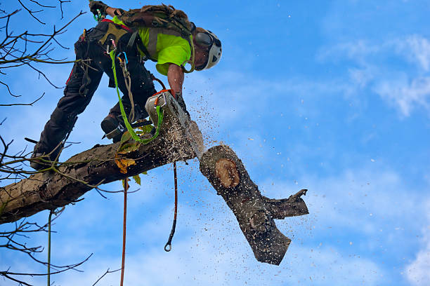 How Our Tree Care Process Works  in  Bethel, WA