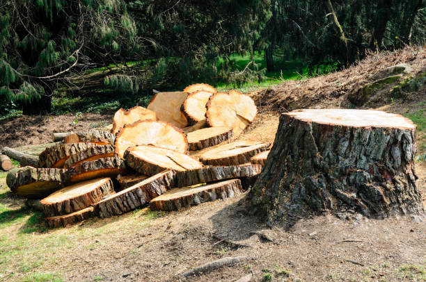 Best Root Management and Removal  in Bethel, WA